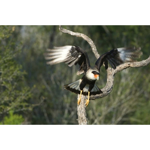 TX, Starr Co, Crested caracara taking flight